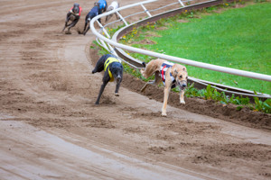 Dog track